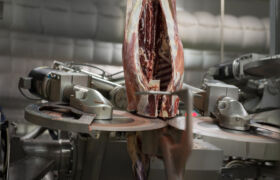 X Ray Primal System 4 1440x880